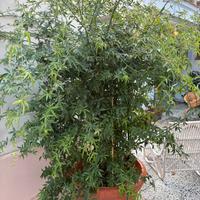 Rosa rampicante bianca