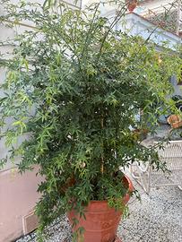 Rosa rampicante bianca