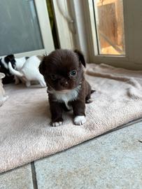 Chihuahua maschi con pedigree