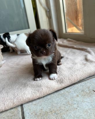 Chihuahua maschi con pedigree