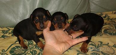 PINSCHER MINI con pedigree ENCI