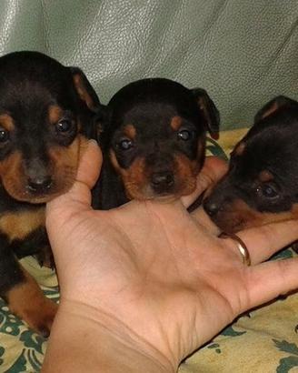 PINSCHER MINI con pedigree ENCI