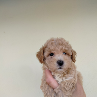 Maltipoo particolor mini Toy 2 Maschietti