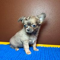 Chihuahua blue fawn