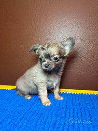 Chihuahua blue fawn