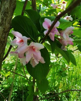 Pianta, di Weigela. 