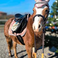 Pony femmina