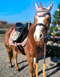 Pony femmina