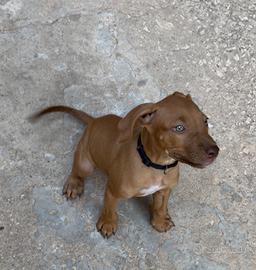 Pitbull