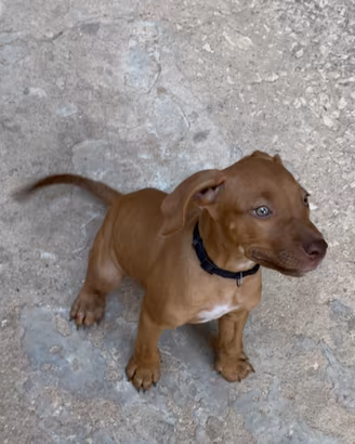Pitbull