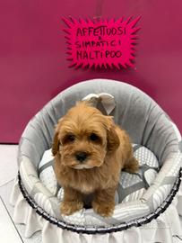 Maltipoo cuccioli adorabili