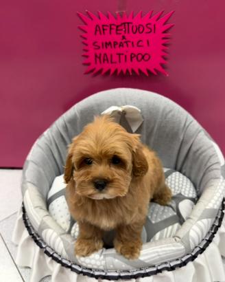 Maltipoo cuccioli adorabili
