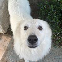 Cagnolone dolcissimo di 1 anno e mezzo da adottar