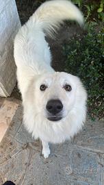 Cagnolone dolcissimo di 1 anno e mezzo da adottar