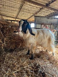 Maschio Maltese puro