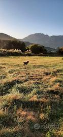 Cane da lepre alla prova