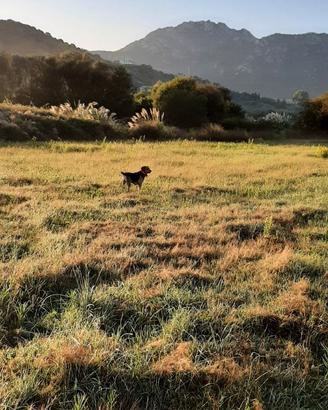Cane da lepre alla prova