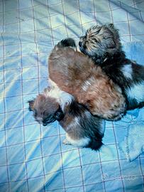 Cuccioli shitzu cihuhua