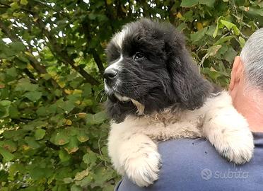 Adorabili cuccioli di Terranova d'allevamento