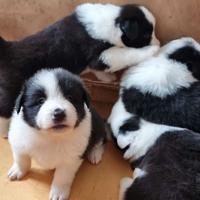 Cuccioli border collie alta genealogia