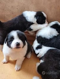 Cuccioli border collie alta genealogia