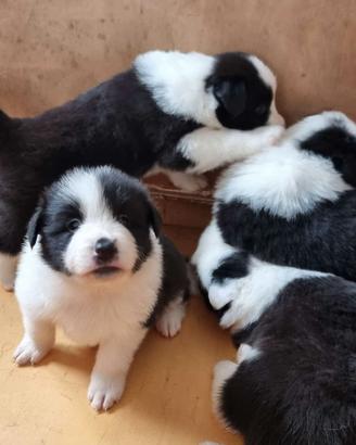 Cuccioli border collie alta genealogia