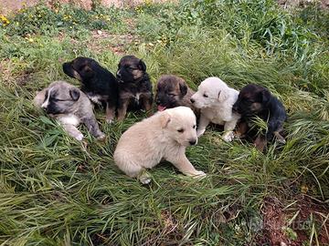Cuccioli taglia medio grande