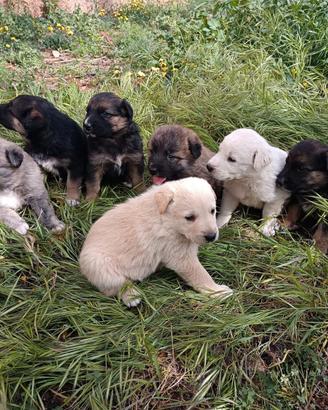 Cuccioli taglia medio grande