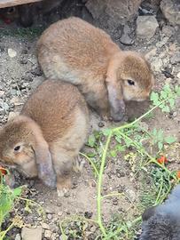 Cuccioli Mini Lop