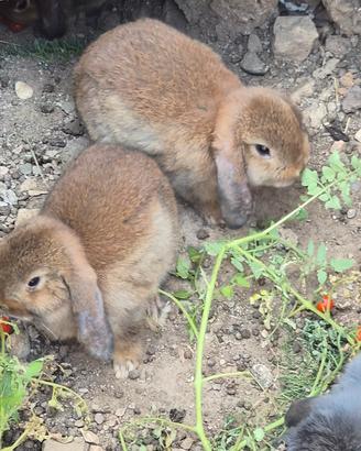 Cuccioli Mini Lop