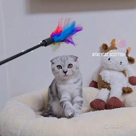 Gattino scottish Fold dolcissimo
