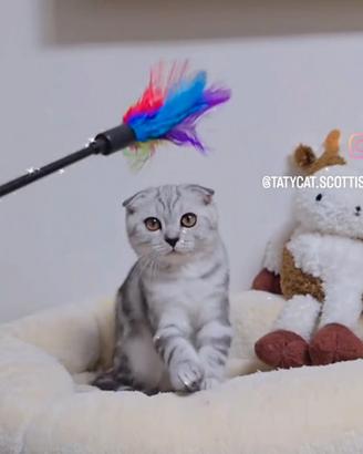 Gattino scottish Fold dolcissimo