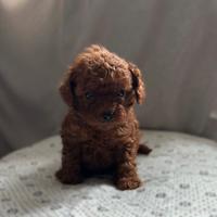 Cucciolo barboncino red toy