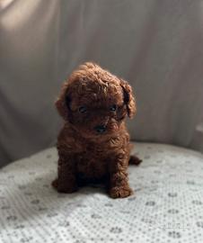 Cucciolo barboncino red toy