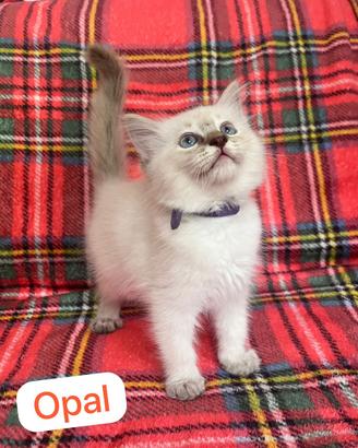 Cucciola di Ragdoll con pedigree