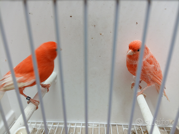 Canarini rossi coppia