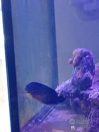 Centropyge bispinosa scam