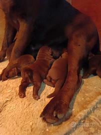 Cuccioli Labrador Retriver Cioccolato