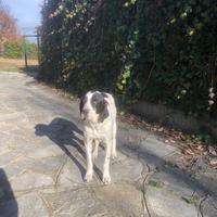 Cane simil pointer inglese