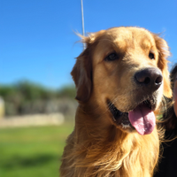 Golden Retriver per monta completo di pedigree