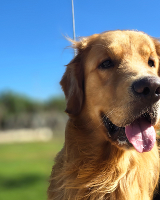 Golden Retriver per monta completo di pedigree