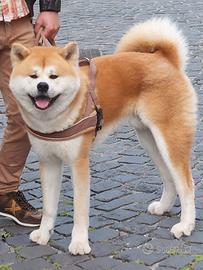 Akita inu maschio, Aegon, Disponibile per monta