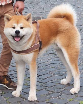 Akita inu maschio, Aegon, Disponibile per monta