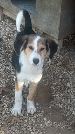 cagnolini cuccioli, taglia medio piccola