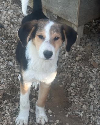 cagnolini cuccioli, taglia medio piccola