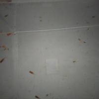 Avannotti di guppy 0,50 centesimi