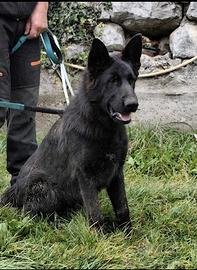 Cucciolone di pastore tedesco