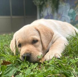 Cuccioli labrador retriever