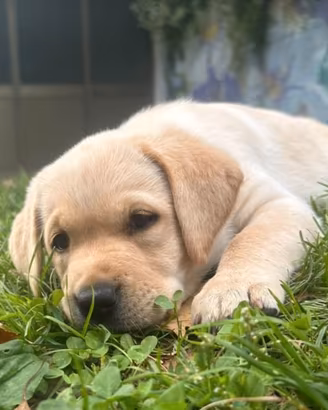 Cuccioli labrador retriever