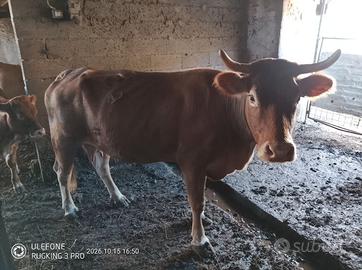 Vacche Limousin pure